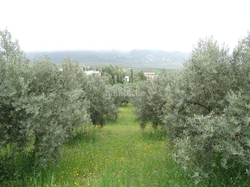 Foto 2eadea35-e347-4794-85e0-00033780f895. Finca rústica a calle cerro limon a Cueva de Menga Antequera