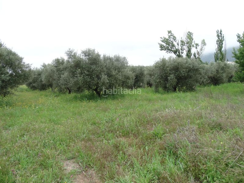 Foto 5db78279-3016-4310-8d06-3c48afb3640a. Finca rústica a calle cerro limon a Cueva de Menga Antequera