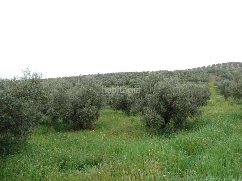 Foto 6a779c5f-acb7-42d8-9b7a-a0fce643d4bd. Finca rústica a calle cerro limon a Cueva de Menga Antequera
