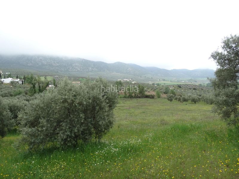 Foto 7492f790-cbdb-4763-b014-82a80f620a49. Finca rústica a calle cerro limon a Cueva de Menga Antequera