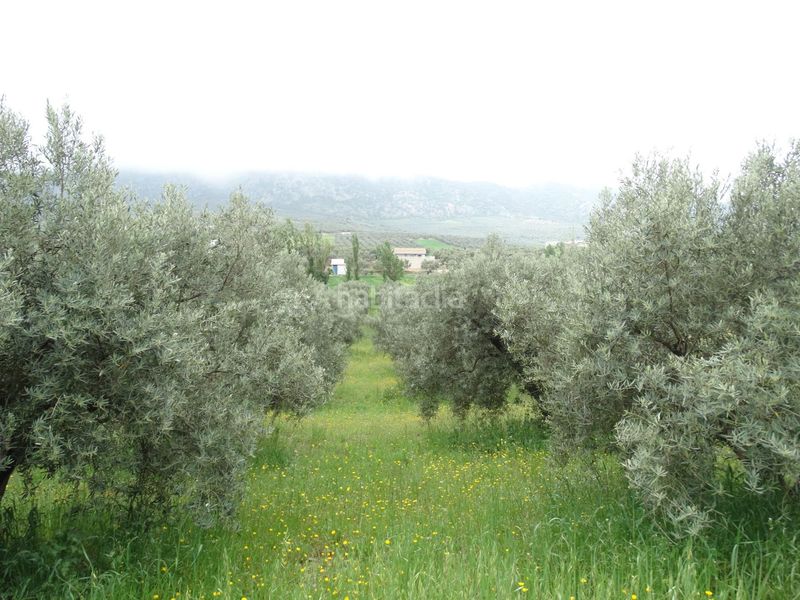 Foto 7b3d40a0-39bc-4597-85aa-8131cc32700c. Finca rústica a calle cerro limon a Cueva de Menga Antequera