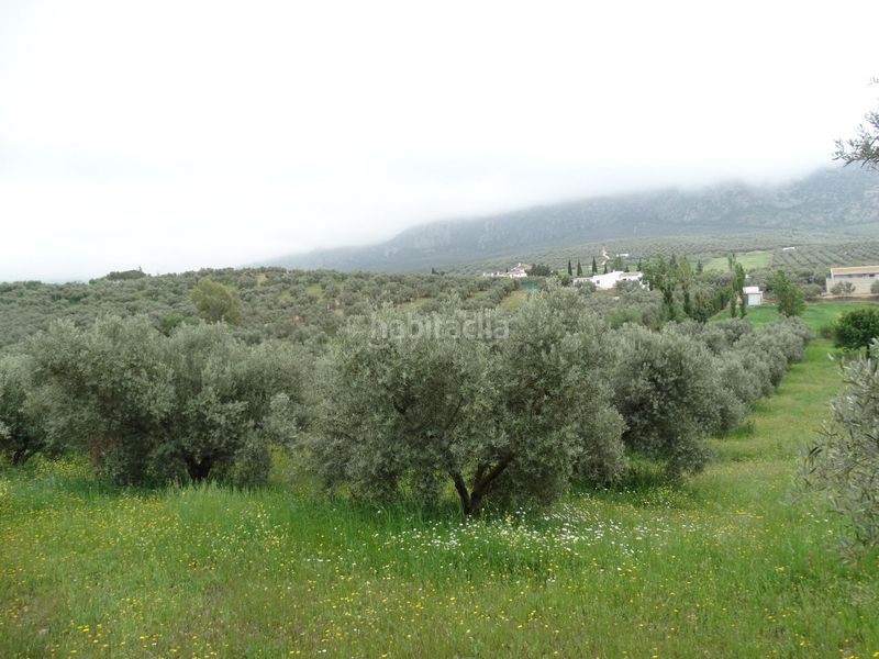 Foto 7edd8bae-e741-4126-a9d5-43a3fc60c7db. Finca rústica a calle cerro limon a Cueva de Menga Antequera