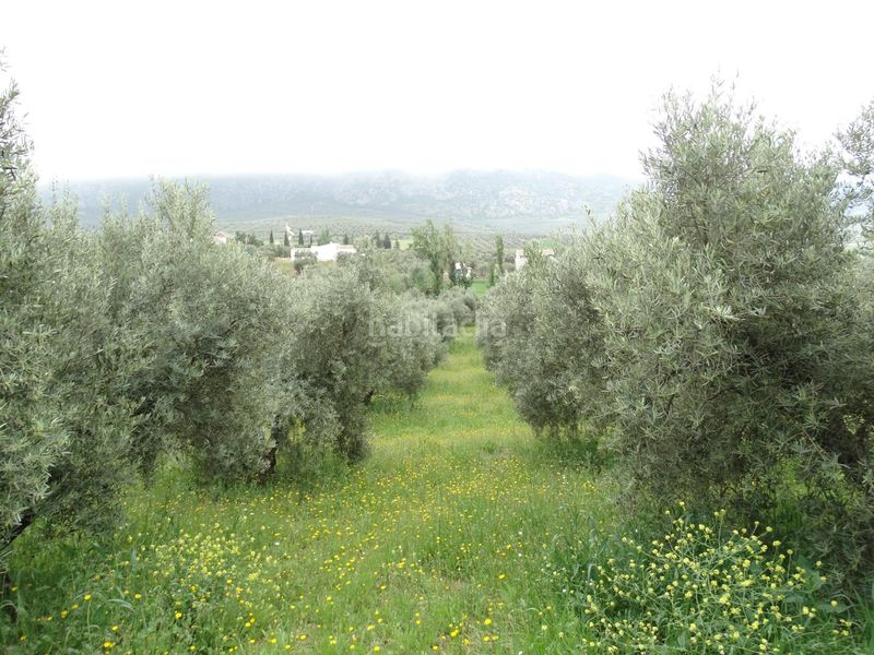 Foto cbd2bf76-9886-45b8-b6c6-2ff4fc0fb191. Finca rústica a calle cerro limon a Cueva de Menga Antequera