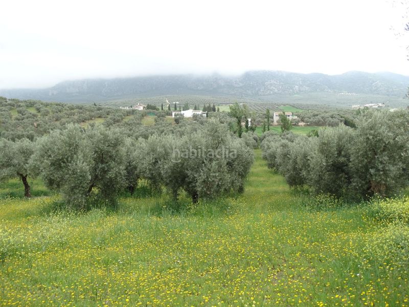 Foto d11317d6-5e81-4412-88a8-7c3bf2c25a8d. Finca rústica a calle cerro limon a Cueva de Menga Antequera