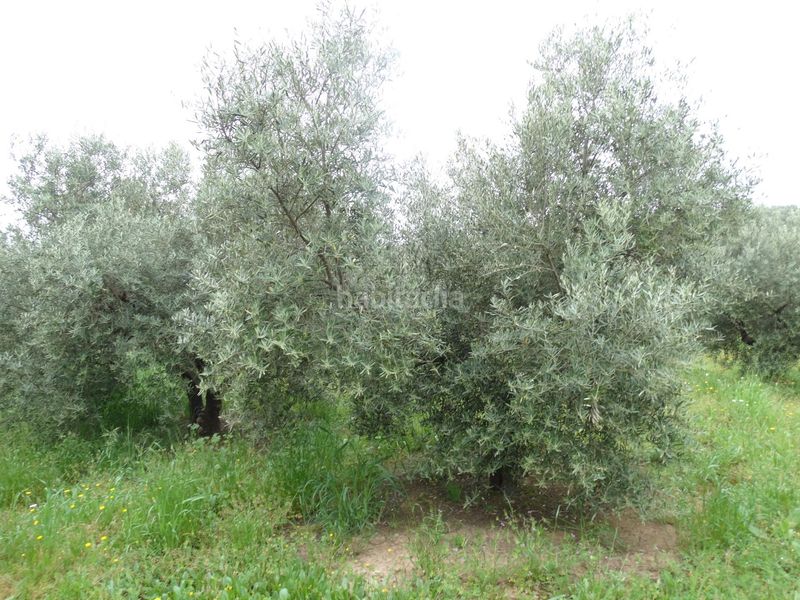 Foto dc498327-d54d-4dbf-82d6-0d4374e82cb6. Finca rústica a calle cerro limon a Cueva de Menga Antequera