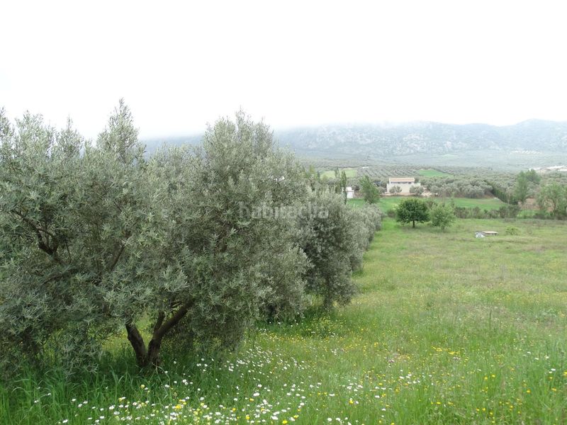 Foto e58dfb91-9d62-4abf-af48-c9a71da4cc3d. Finca rústica a calle cerro limon a Cueva de Menga Antequera