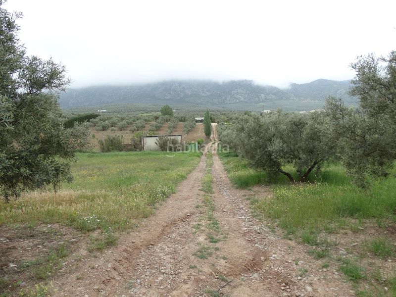 Foto ef57c53a-1a21-419d-b2f2-d6ee4a2f409f. Finca rústica a calle cerro limon a Cueva de Menga Antequera