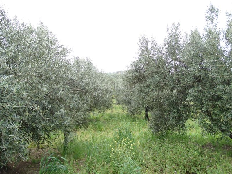 Foto f05a6529-4dda-46c5-9b5e-82c68af5d9bd. Finca rústica a calle cerro limon a Cueva de Menga Antequera