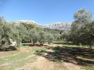 Finca rústica a Villanueva del Rosario