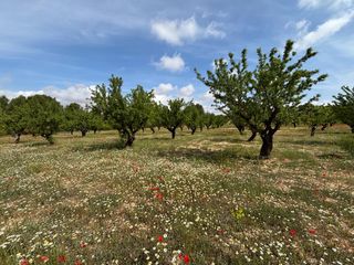 Rural plot in Polígono 36 128. Joya vitivinícola en requena viñedos centenarios y entorno natur