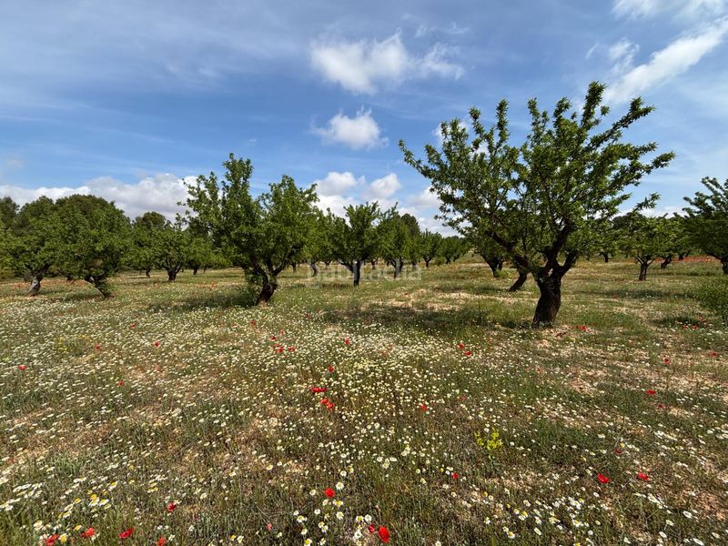 Foto af22e0e5-f31c-41a7-8126-27f5d7c783f7. Finca rústica a polígono 36 128 a Requena