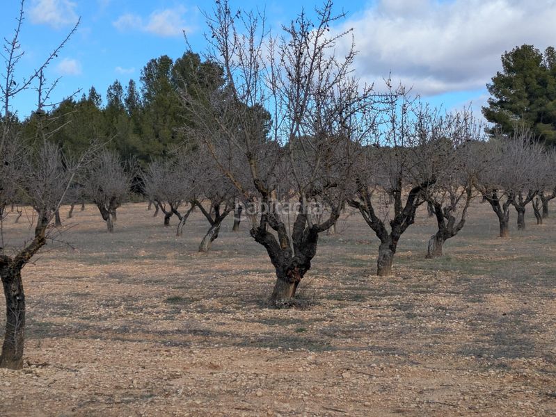 Foto b4e6191a-3247-4523-aaec-0eadf1239d13. Finca rústica a polígono 36 128 a Requena