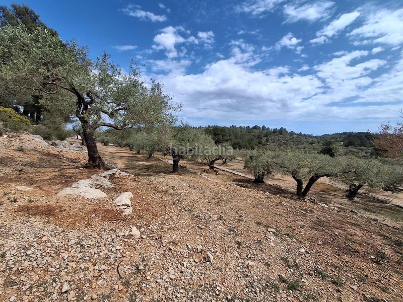 Foto 0b8f0f53-7ca4-4447-b2b9-7293a9f408f5. Finca rústica a Perelló (El)
