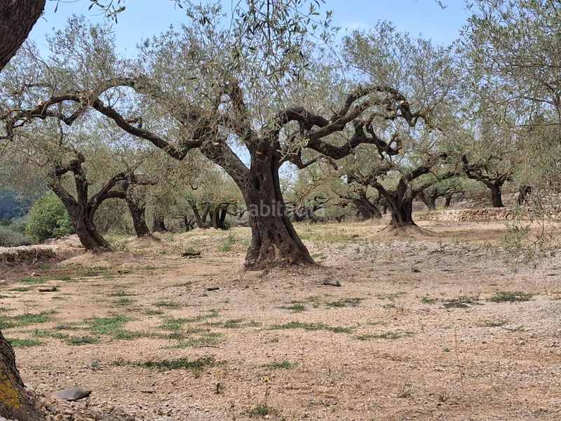 Foto 0ef317b6-efff-4e01-bbe6-ff65101d4abc. Finca rústica a Perelló (El)