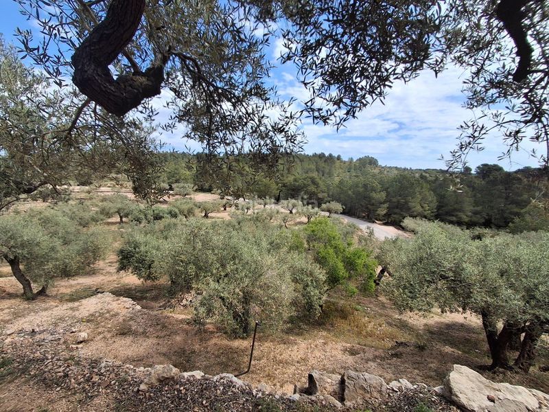 Foto 1c31a541-7a48-467a-bafc-8c919ab46e7e. Finca rústica a Perelló (El)