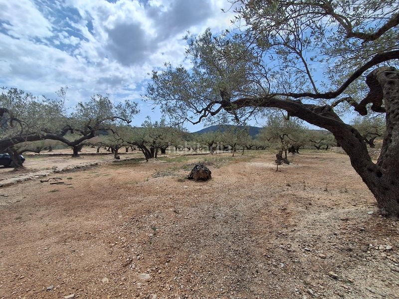 Foto 24d1cbb5-3d7f-4a7c-afb4-1d79ce16ee77. Finca rústica a Perelló (El)