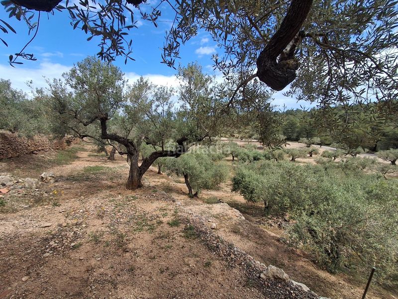 Foto 34874398-decf-419a-a75a-a5dc82805426. Finca rústica a Perelló (El)