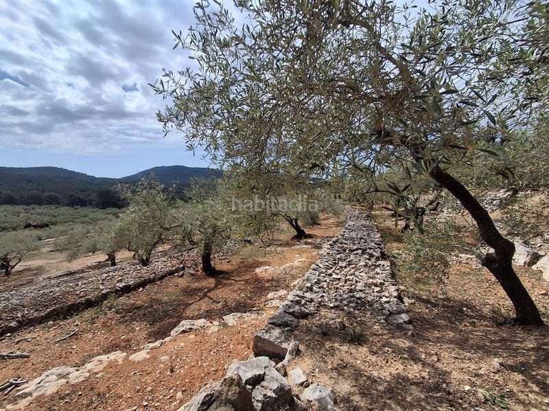 Foto 3e2cd7f0-ce7b-44b3-bc67-65b226b9a7e3. Finca rústica a Perelló (El)