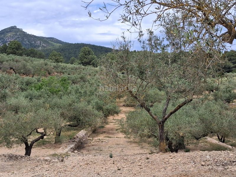 Foto 41e6ccb2-e9f5-4123-a9a6-0daf4a6f3e0f. Finca rústica a Perelló (El)