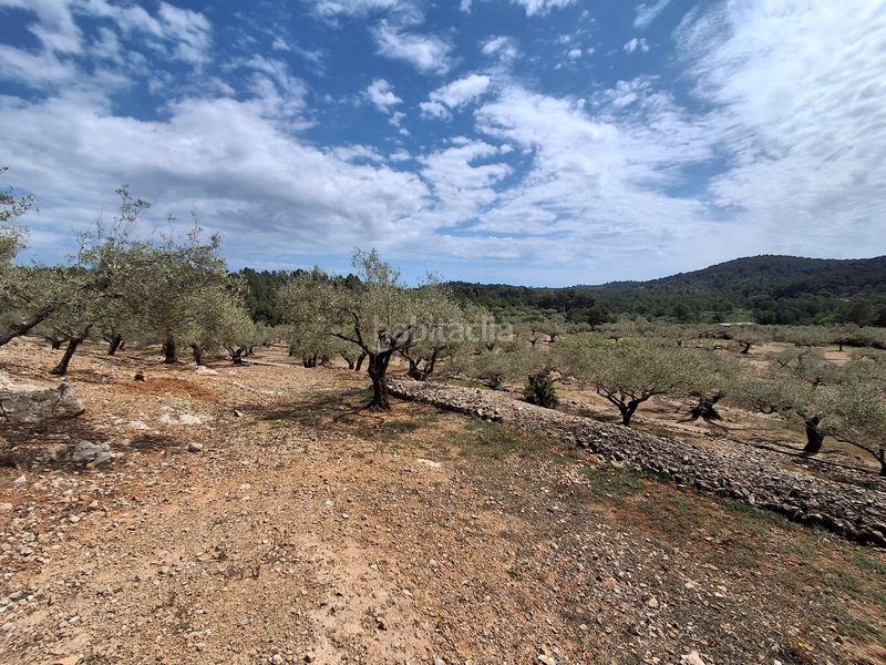 Foto 7b04c47d-c7f0-4103-88f4-e33e626062f1. Finca rústica a Perelló (El)