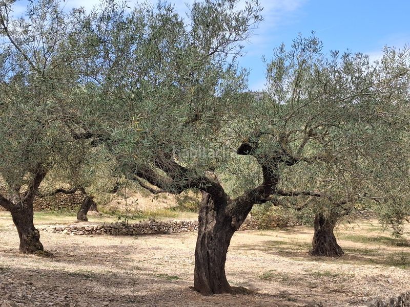 Foto 8d4c3937-d43d-44ef-bd73-263ce5d8e24a. Finca rústica a Perelló (El)