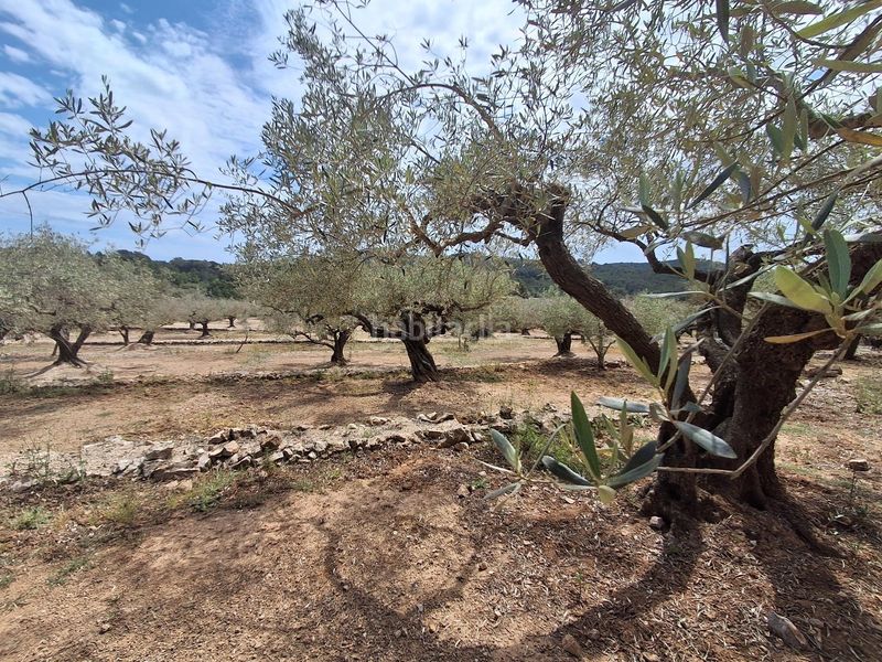 Foto c0c4a32e-e4fd-49ab-92d7-8b3c11c6441b. Finca rústica a Perelló (El)