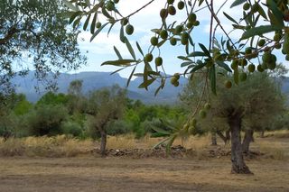 Masia a Polígono 63 paraje 116 burga 56. Granja licenciada ubicada en el término de tivissa