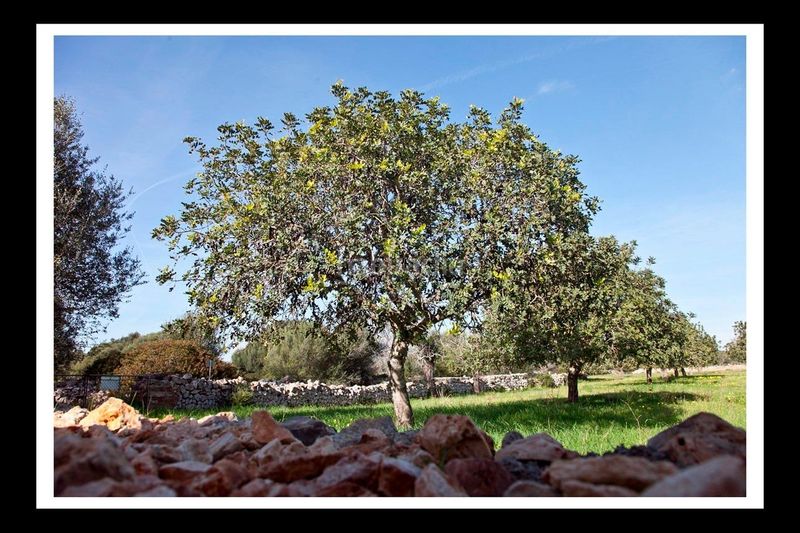 Foto 9f95ec12-3ecc-4713-81d7-3d25828c4483. Casa amb aparcament piscina a S´Alquería Blanca - Calonge Santanyí
