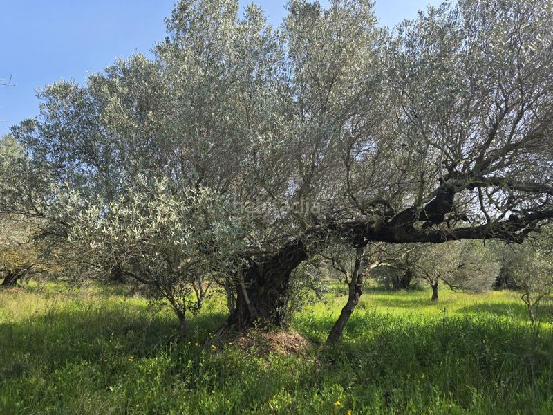 Foto e2a123bd-5400-4efd-9d80-ca23b00c7d32. Finca rústica a Roquetes