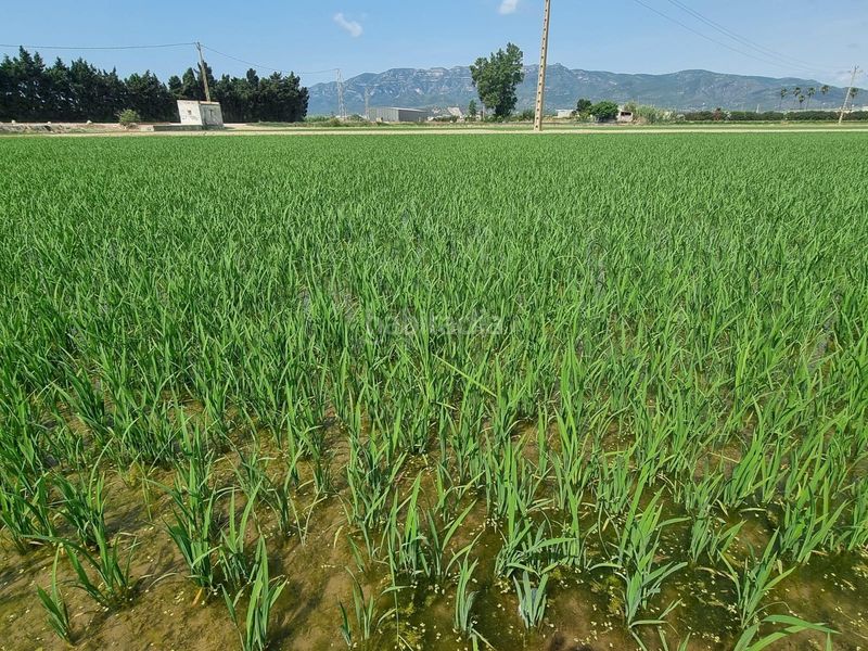 Foto af4deac7-4705-4790-8e6a-02a47c15d994. Finca rústica a Centre La Ràpita