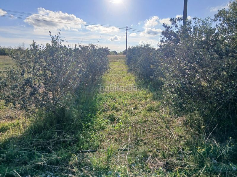 Foto 19f1daf6-e1c6-4629-98d5-0c2a63a77331. Finca rústica a Ulldecona