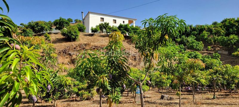 Foto 11c07363-9773-48ac-9946-d0b1ec56669d. Finca rústica a Norte - Barrio del Pilar - El Reñidero Vélez - Málaga