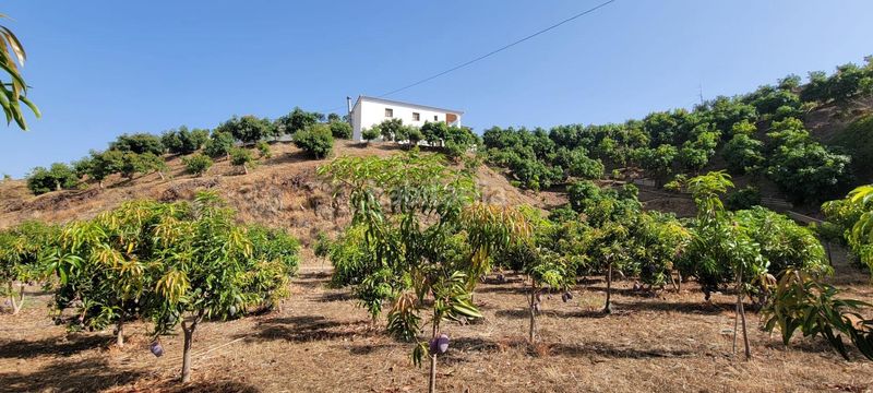 Foto 86f1f132-2cc8-4817-bd8c-bd52fa90dad8. Finca rústica a Norte - Barrio del Pilar - El Reñidero Vélez - Málaga