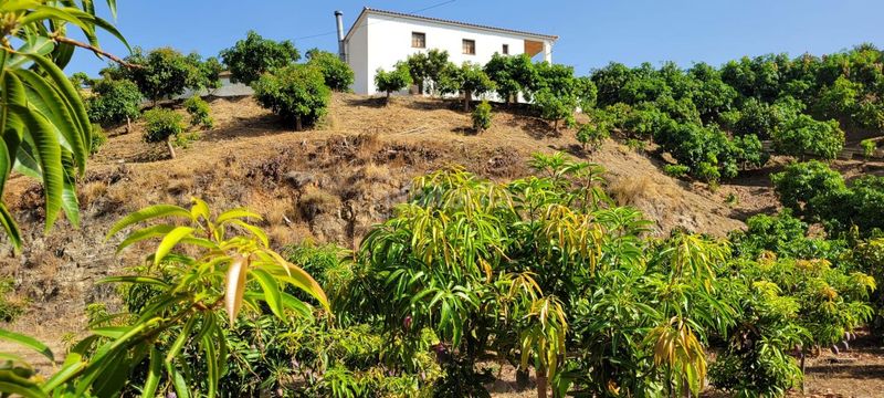 Foto 89f7213b-e52f-4e4e-9323-8df9b4936f79. Finca rústica a Norte - Barrio del Pilar - El Reñidero Vélez - Málaga