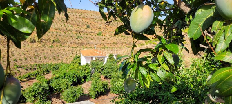 Foto a17fb66f-bef5-42a2-8749-c7424fa9aed5. Finca rústica a Norte - Barrio del Pilar - El Reñidero Vélez - Málaga