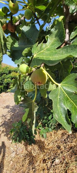 Foto af6522b1-15a9-4b83-8662-a9ac3e3539f6. Finca rústica a Norte - Barrio del Pilar - El Reñidero Vélez - Málaga