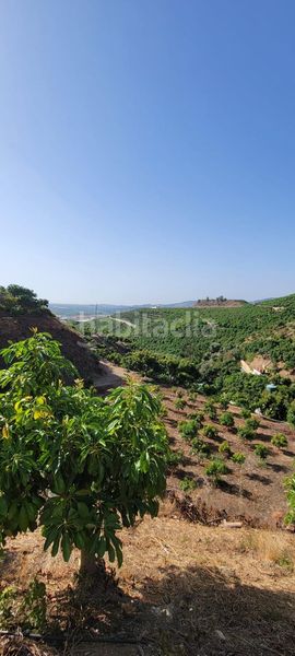 Foto b3cbae63-e9de-431d-926b-cb00d2112d89. Finca rústica a Norte - Barrio del Pilar - El Reñidero Vélez - Málaga