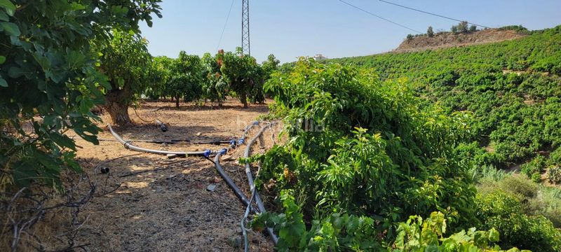 Foto d030b0b0-b086-4247-8dd5-da32a3b3e597. Finca rústica a Norte - Barrio del Pilar - El Reñidero Vélez - Málaga