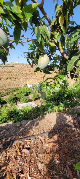 Foto d2f22702-c46d-43c3-ae98-34d479e7f73c. Finca rústica a Norte - Barrio del Pilar - El Reñidero Vélez - Málaga