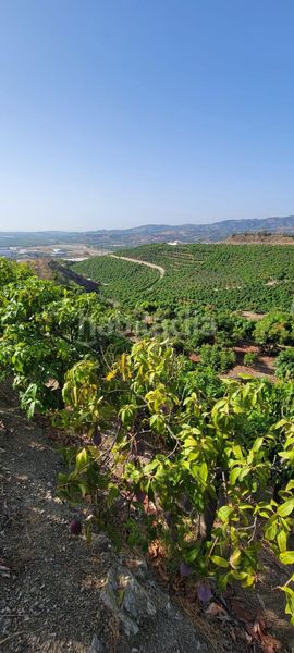 Foto dc666945-e506-4d27-801f-6b4cd212d92f. Finca rústica a Norte - Barrio del Pilar - El Reñidero Vélez - Málaga