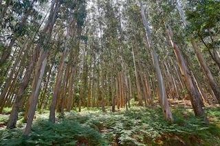 Fondo rustico in Meis. Finca rustica acondicionada en la sobreirameis  pontevedra