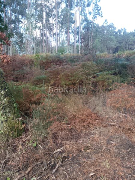 Foto b366901c-caf3-4a16-81b9-0a5121f58b09. Finca rústica a Meis