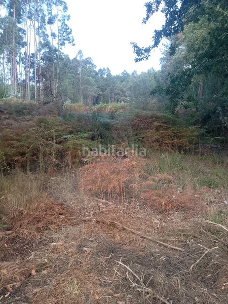 Foto ea9cd8e6-d432-4ae9-ba19-4eb93f0ba691. Finca rústica a Meis
