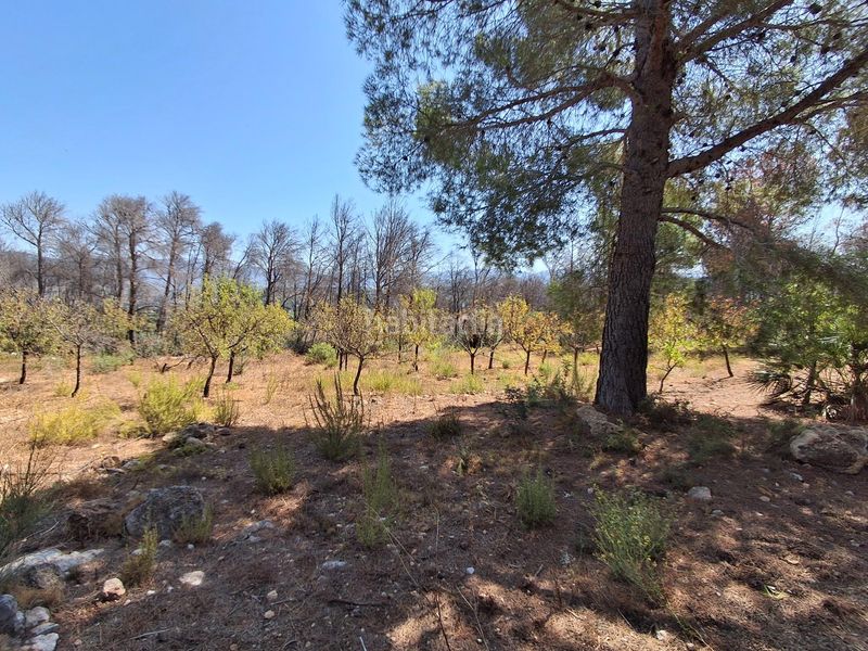 Foto f8e386f5-bde7-475e-affb-fe3de0904bcb. Casa amb aparcament a Xerta