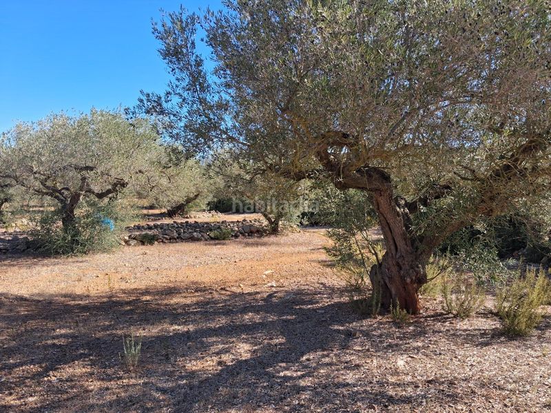 Foto 0fd23737-46bd-40a0-8a6e-e3bf27545be2. Finca rústica a del polígon 66 a Perelló (El)