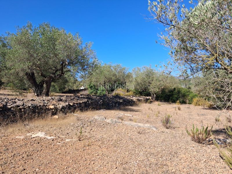 Foto 3d108522-31c2-4f85-849b-c96353365f8e. Finca rústica a del polígon 66 a Perelló (El)