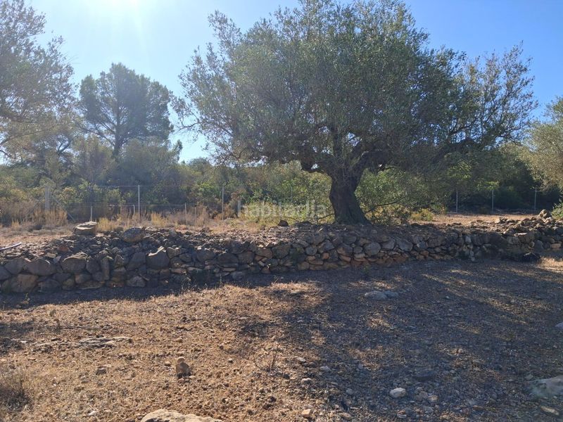 Foto 63393066-1145-460f-a55d-cae03a7ea6e4. Finca rústica a del polígon 66 a Perelló (El)