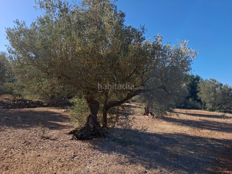 Foto 98f70ff5-d216-43df-baa6-e24c340d834b. Finca rústica a del polígon 66 a Perelló (El)
