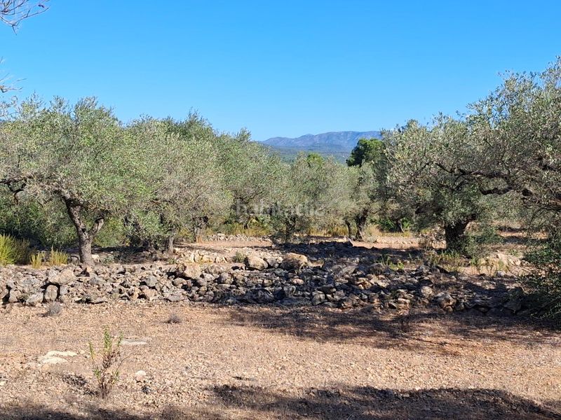 Foto b0ef660e-3519-4987-b154-593330ad838c. Finca rústica a del polígon 66 a Perelló (El)