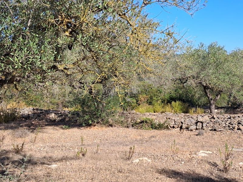 Foto c7591634-d173-42dd-80a3-7e94d16db1ce. Finca rústica a del polígon 66 a Perelló (El)